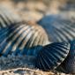 sea_shell_06
