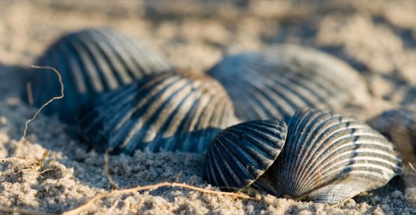 sea_shell_06