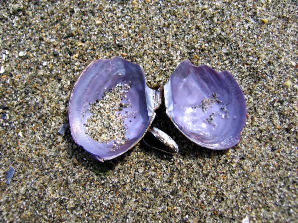 sea_shell_07