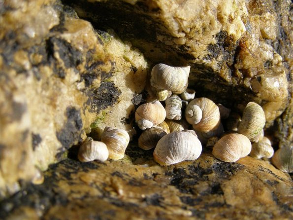 sea_shell_08