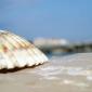sea_shell_09