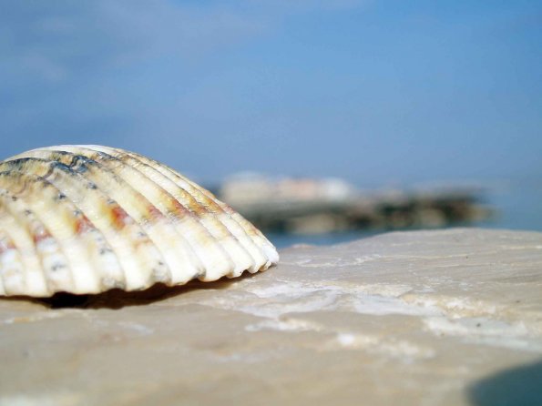 sea_shell_09