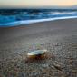 sea_shell_10