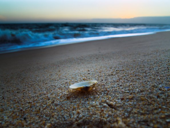 sea_shell_10