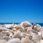 sea_shell_11