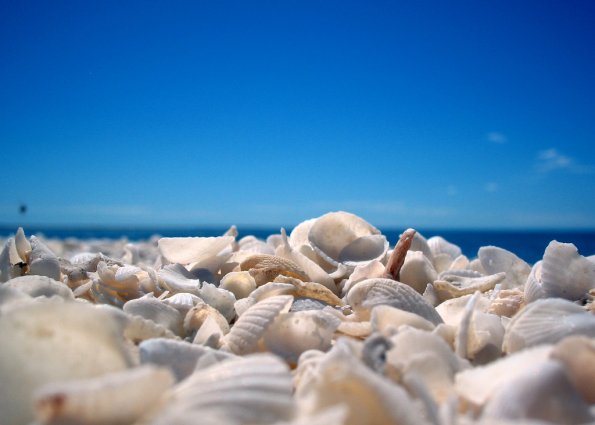 sea_shell_11