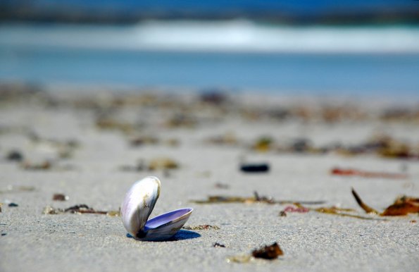 sea_shell_12