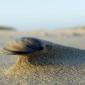 sea_shell_14