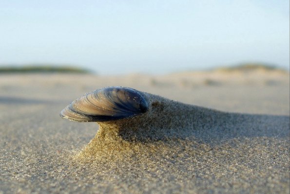 sea_shell_14