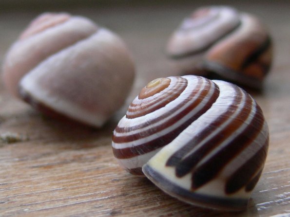 sea_shell_15