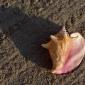 sea_shell_16