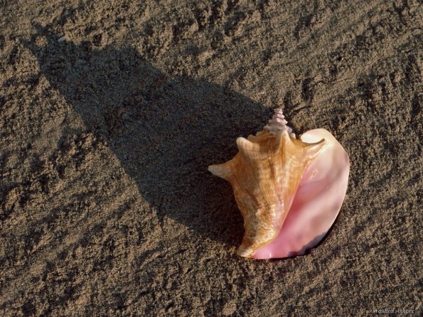 sea_shell_16
