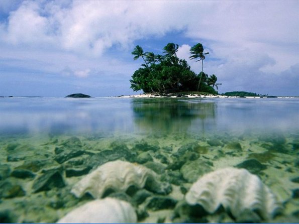 sea_shell_17