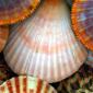 sea_shell_18