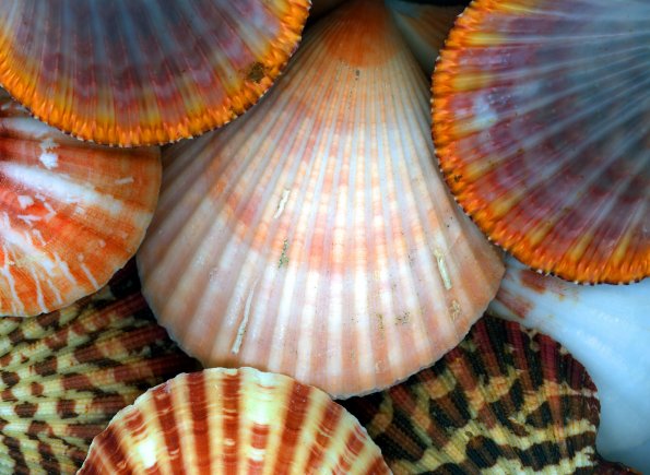 sea_shell_18
