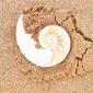 sea_shell_19