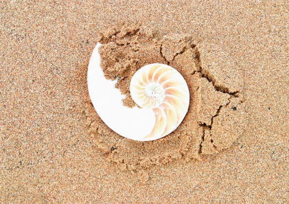 sea_shell_19