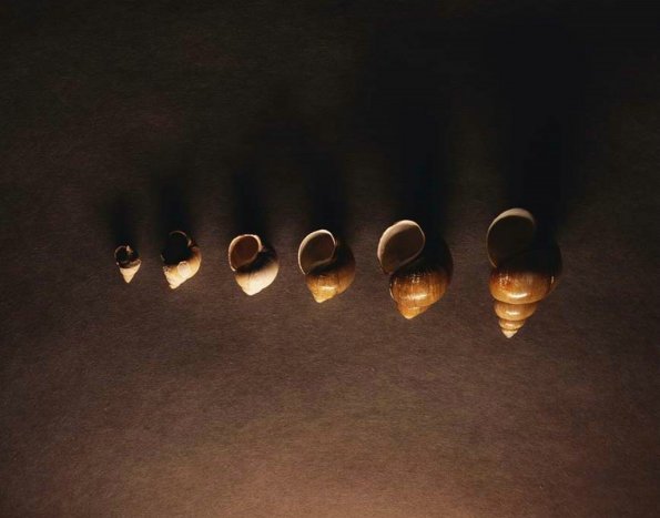 sea_shell_21