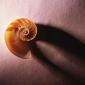 sea_shell_22