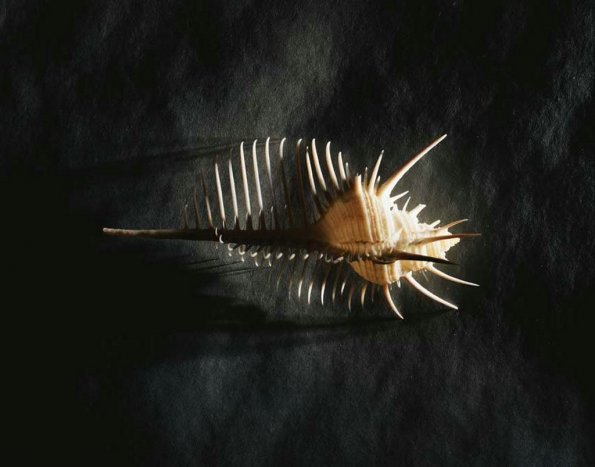sea_shell_23