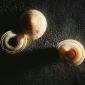 sea_shell_25