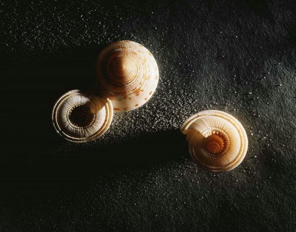 sea_shell_25