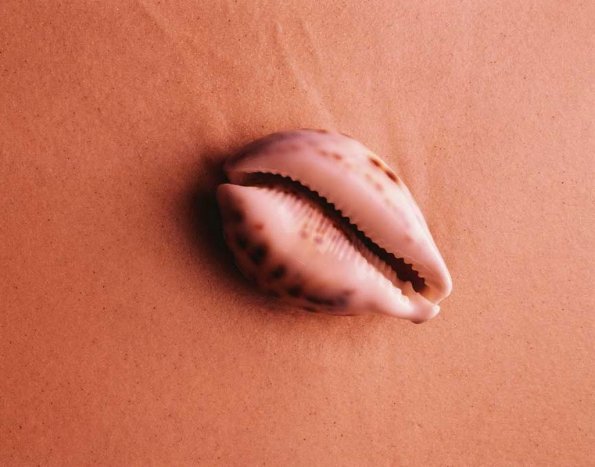 sea_shell_26