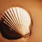 sea_shell_27