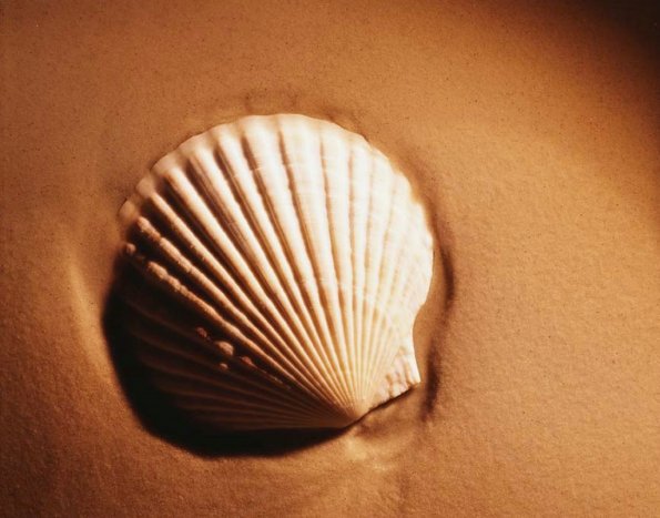 sea_shell_27