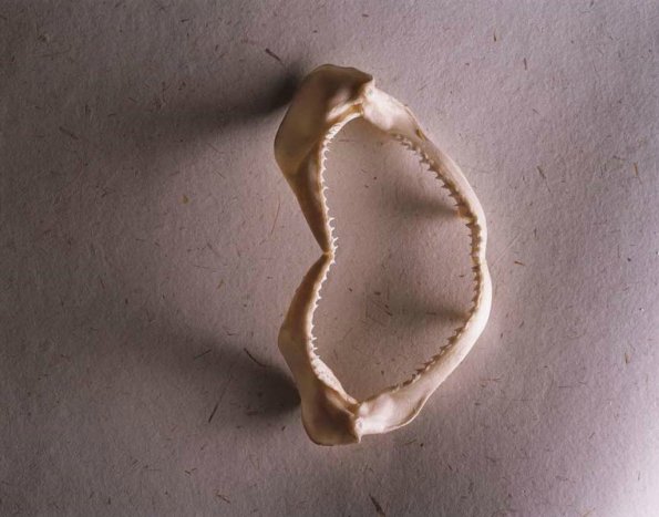 sea_shell_29