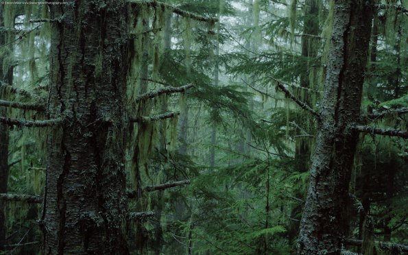 olympic_national_forest
