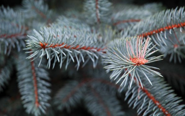 pine_needles