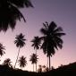 twilight_palms