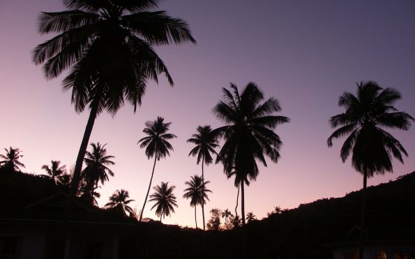 twilight_palms