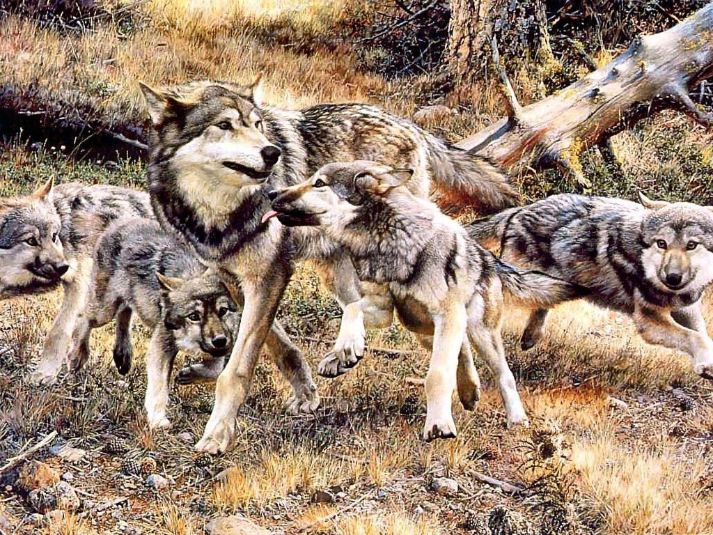 Drawing & Painting Animals Wallpapers 27