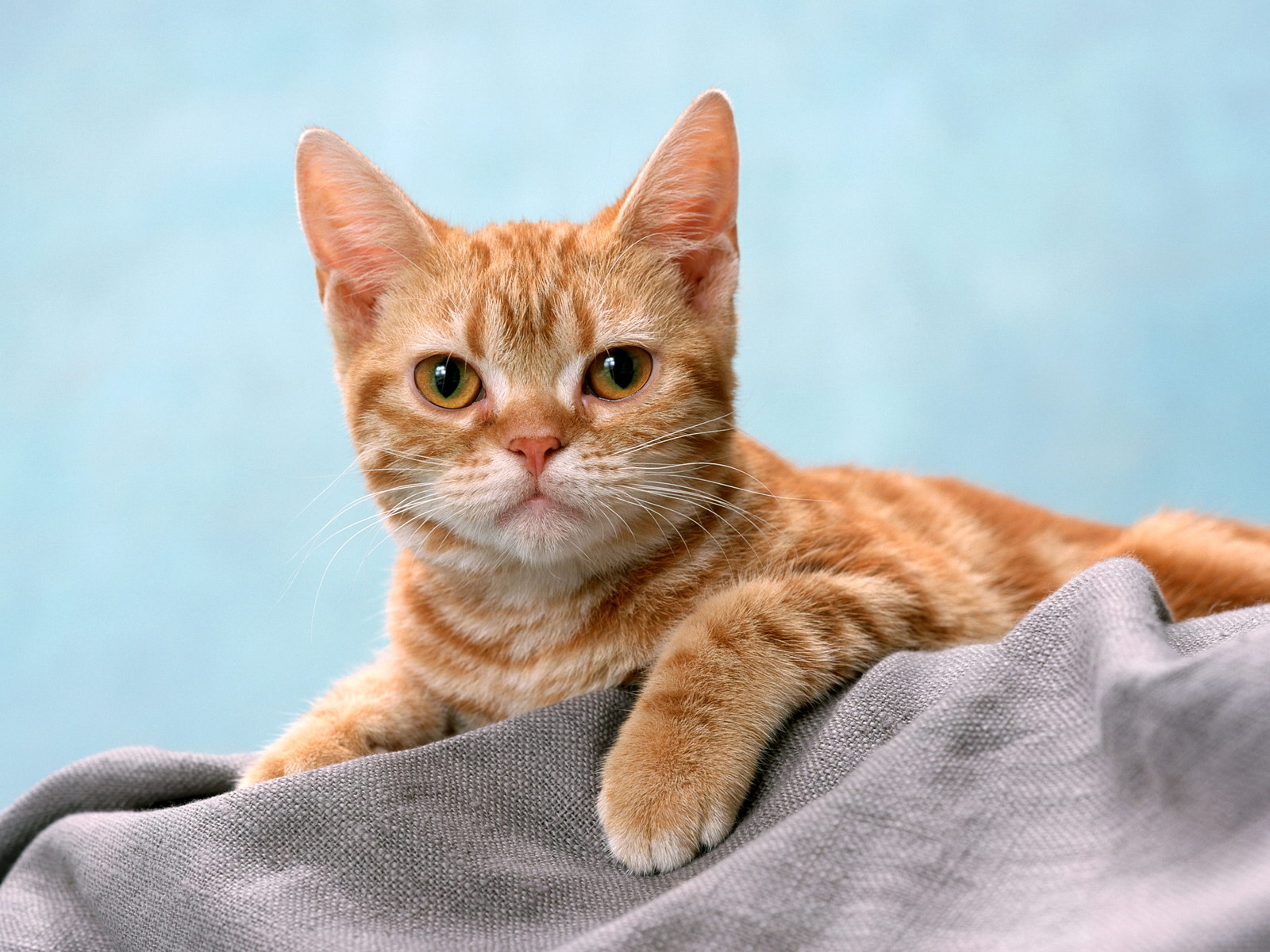 kitten_36