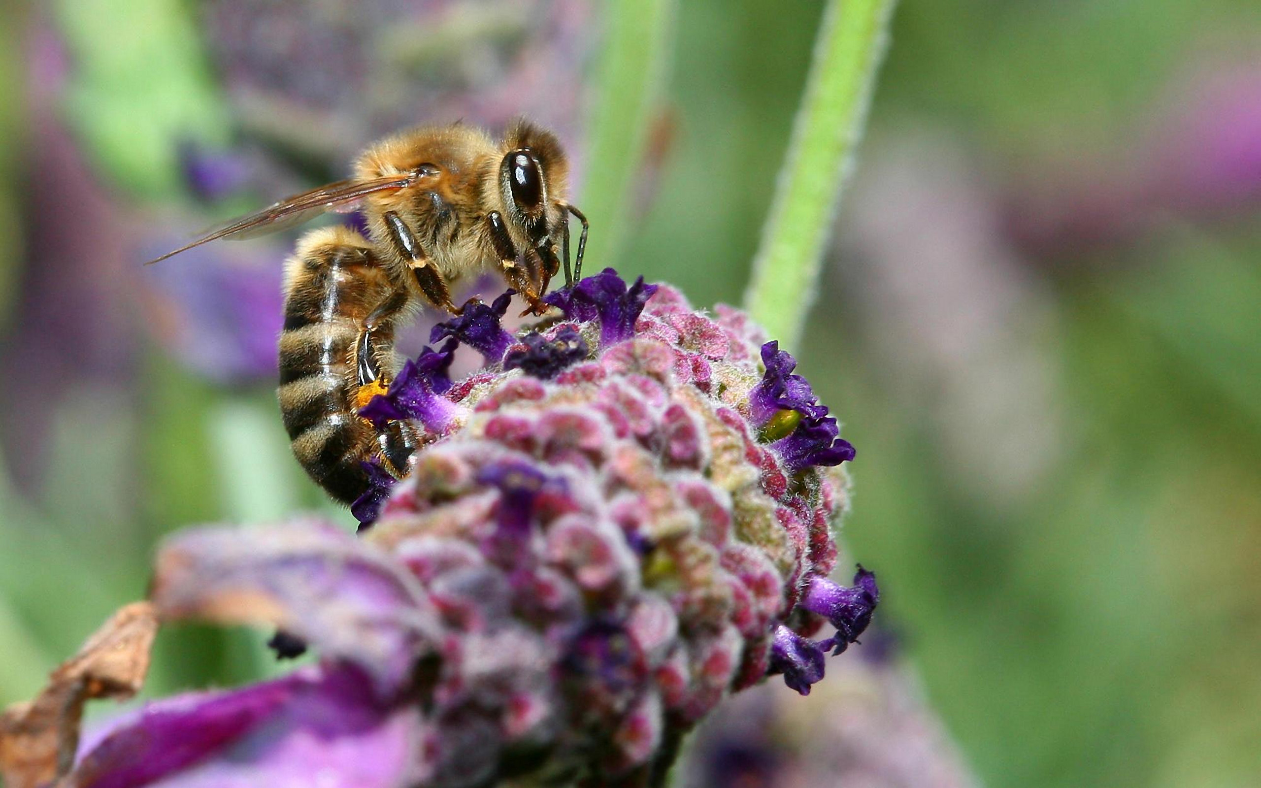 insect_1022