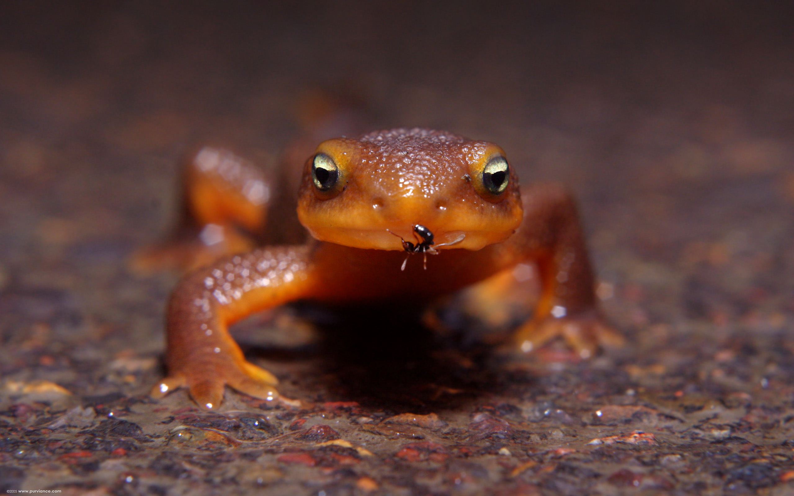 frog