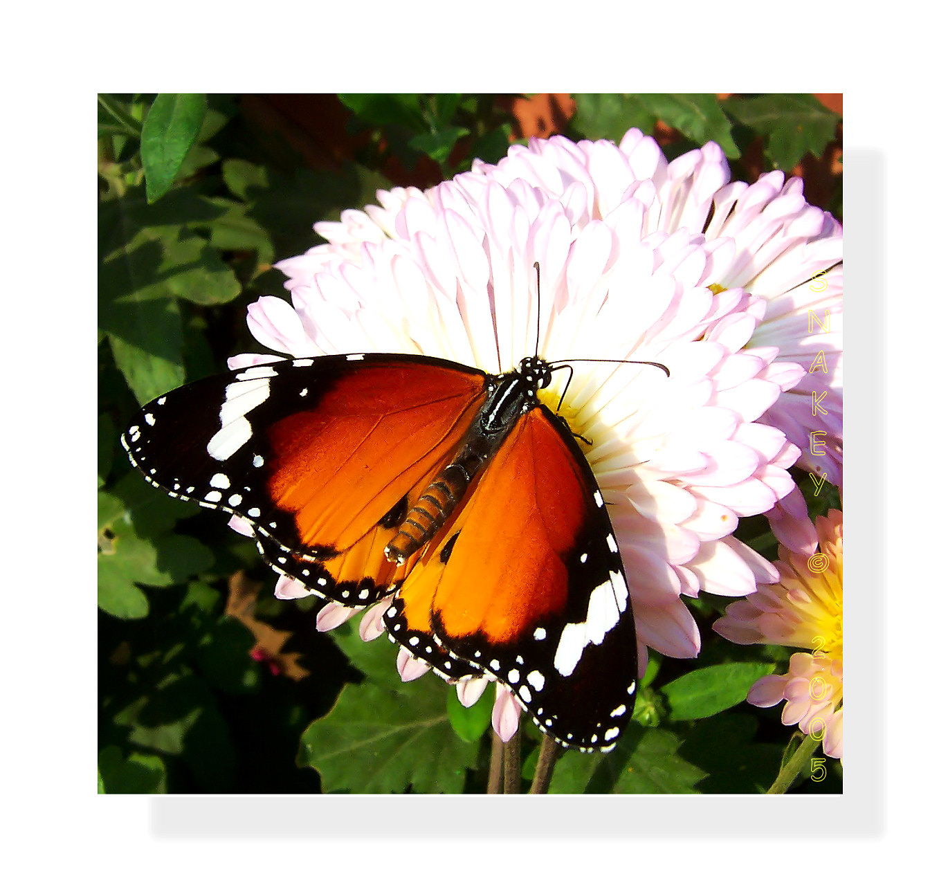 Flowers - 42