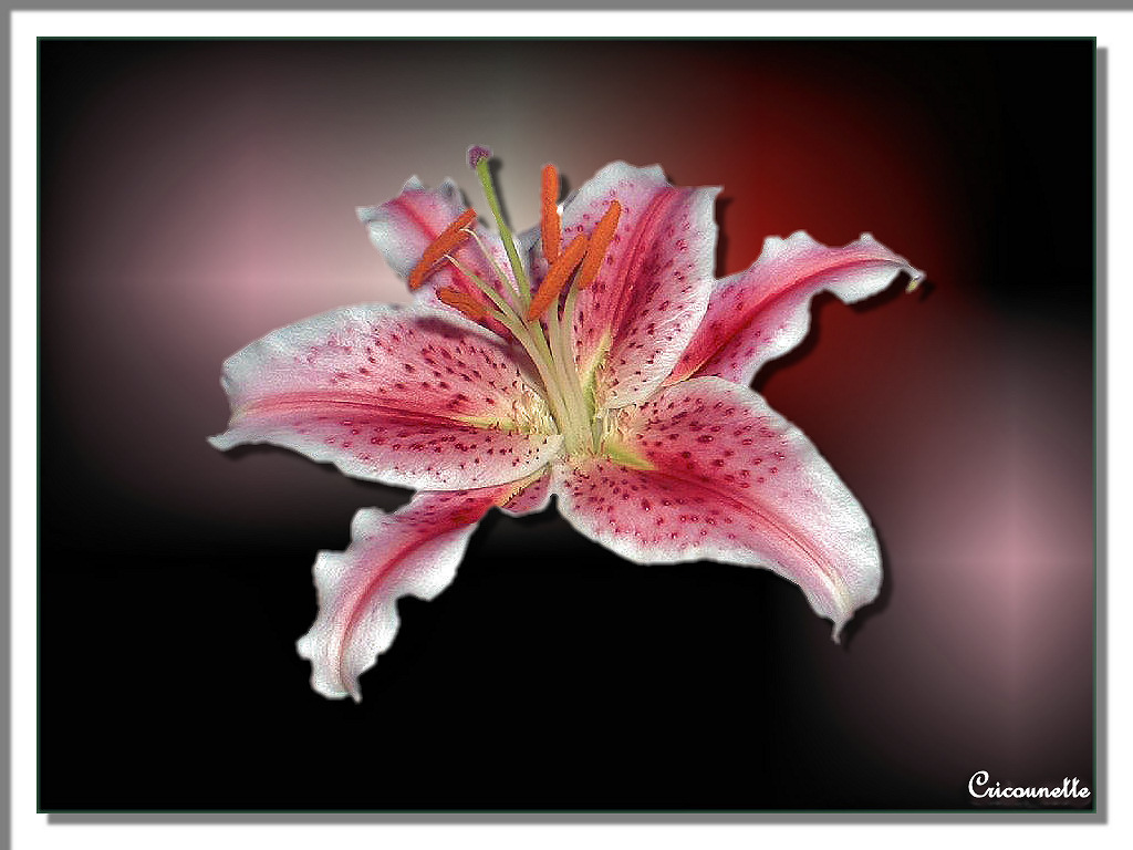 Flowers - 43