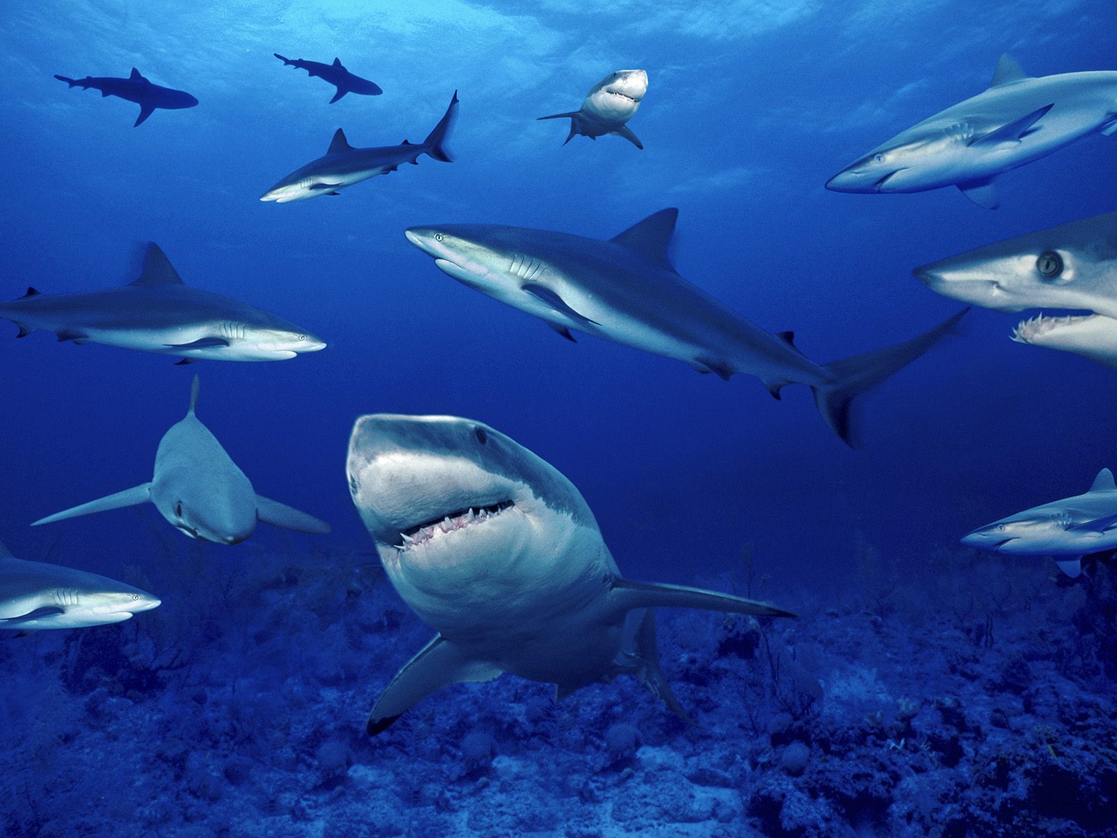 Terrors of the Deep