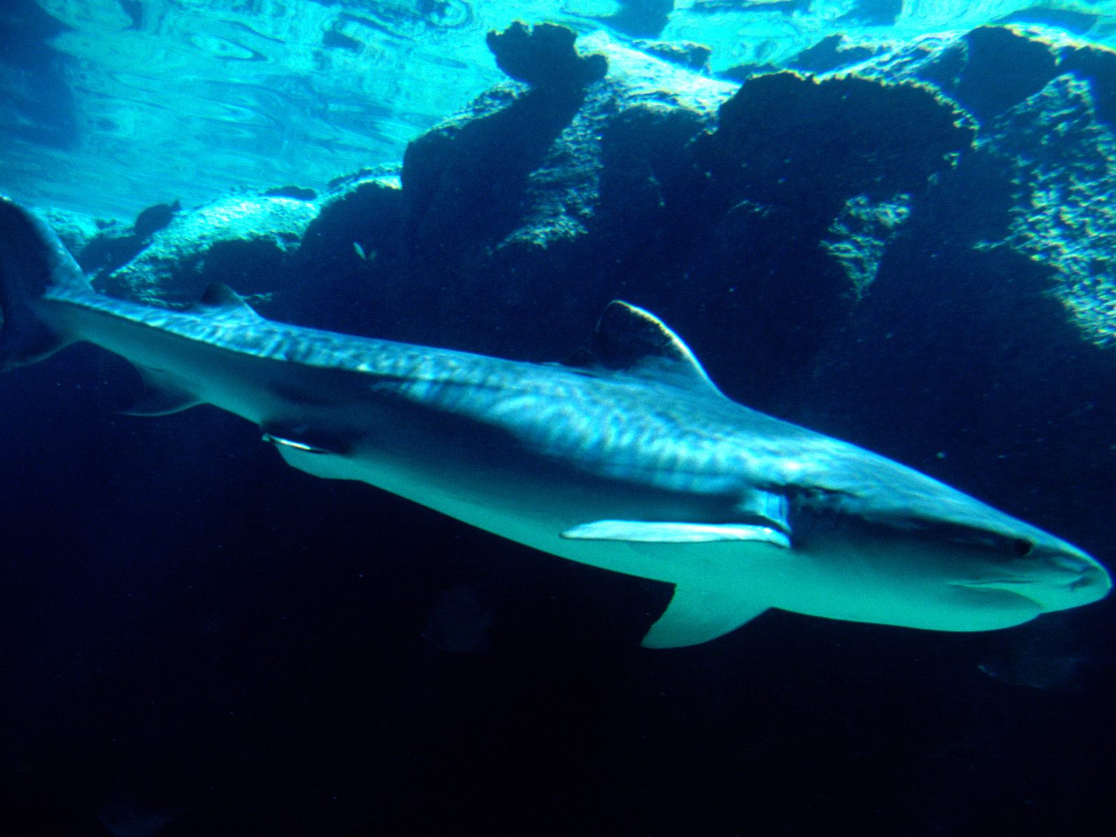 Tiger Shark, Bahamas