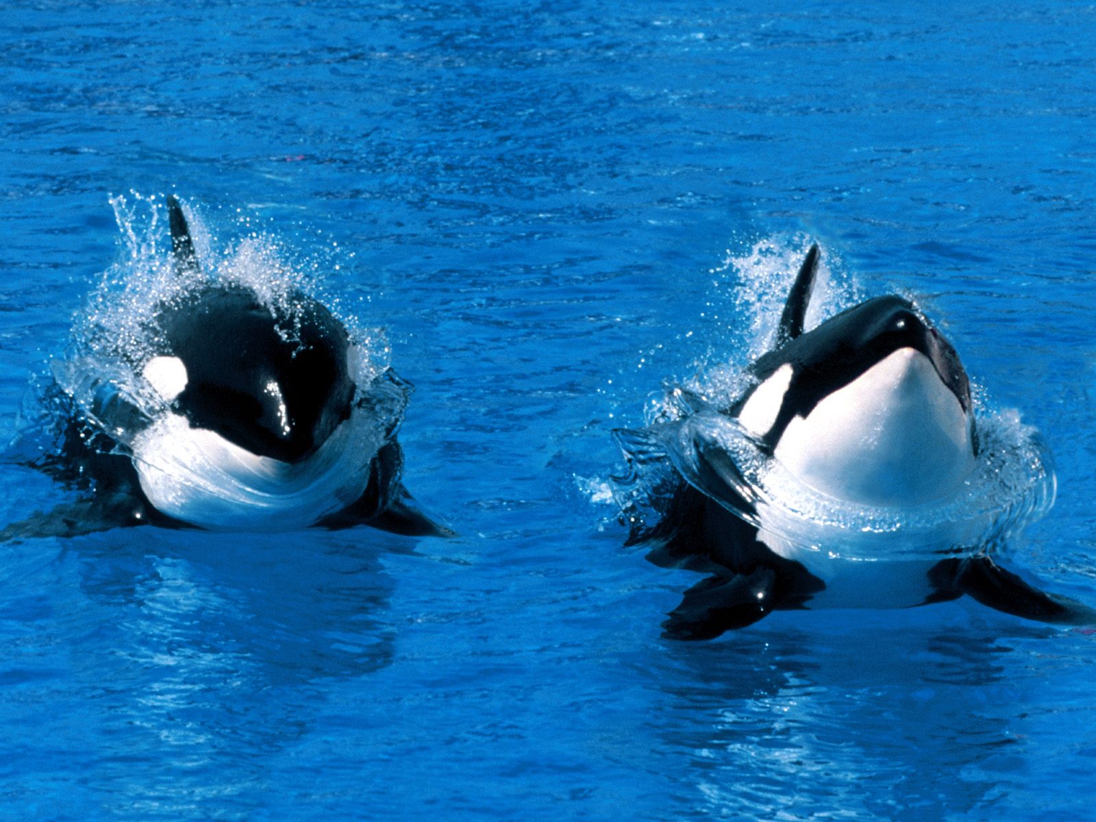 Treading Water, Killer Whale