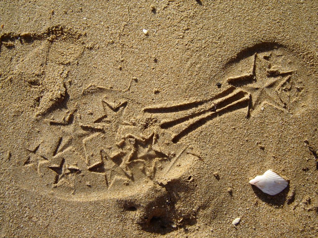 sea_shell_13