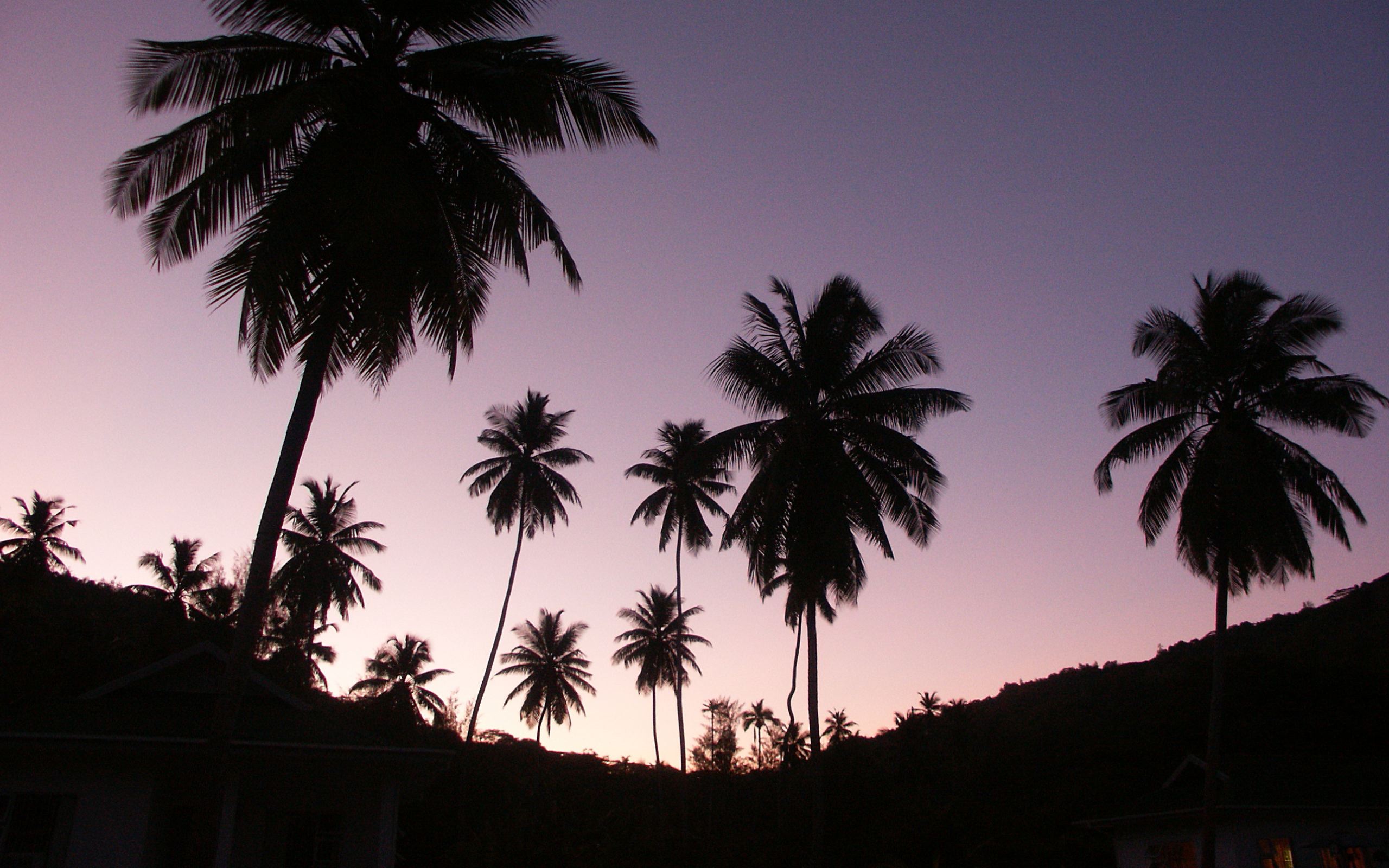 twilight_palms