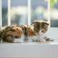 kitten_16