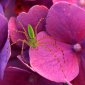 insect_1009
