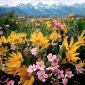 Flowers - 49