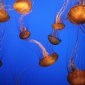 Sea Nettles, Monterey Bay Aquarium, California