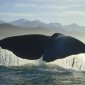 Sperm Whale